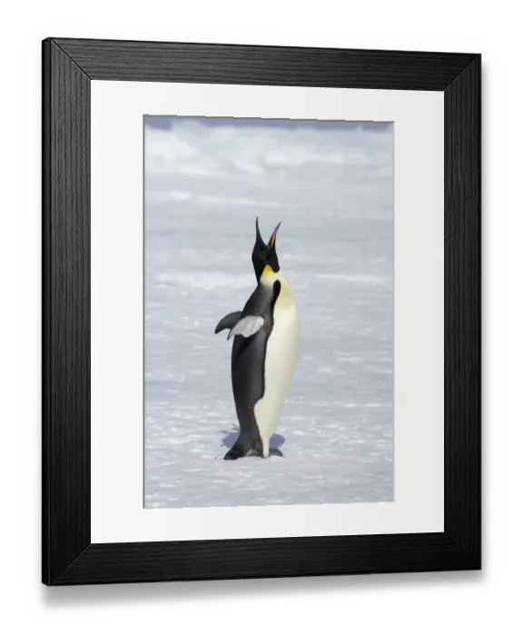 Framed Print : Emperor Penguin (Aptenodytes forsteri) adult, calling, standing on ice, Snow Hill Island, Weddell Sea, Antarctica Framed Print : Emperor Penguin (Aptenodytes forsteri) adult, calling, standing on ice, Snow Hill Island, Weddell Sea, Antarctica