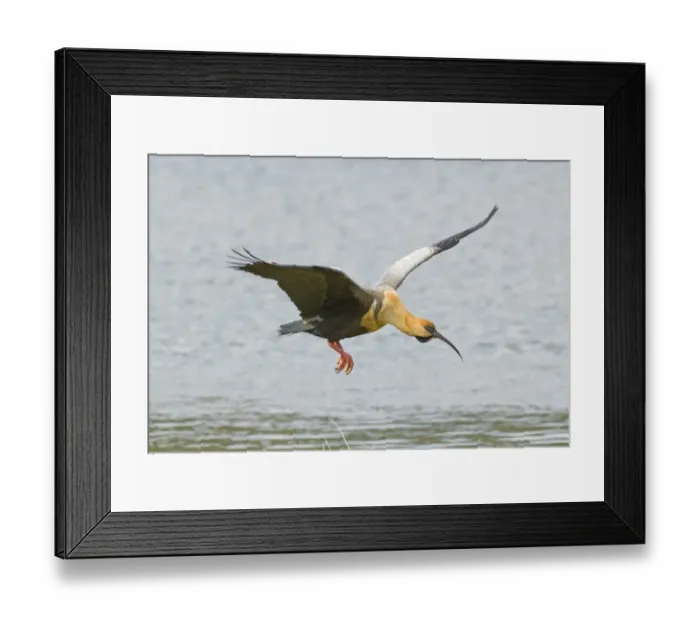 Framed Print : Buff-necked Ibis (Theristicus caudatus) adult, in flight over water, Tierra del Fuego, Argentina, november Framed Print : Buff-necked Ibis (Theristicus caudatus) adult, in flight over water, Tierra del Fuego, Argentina, november