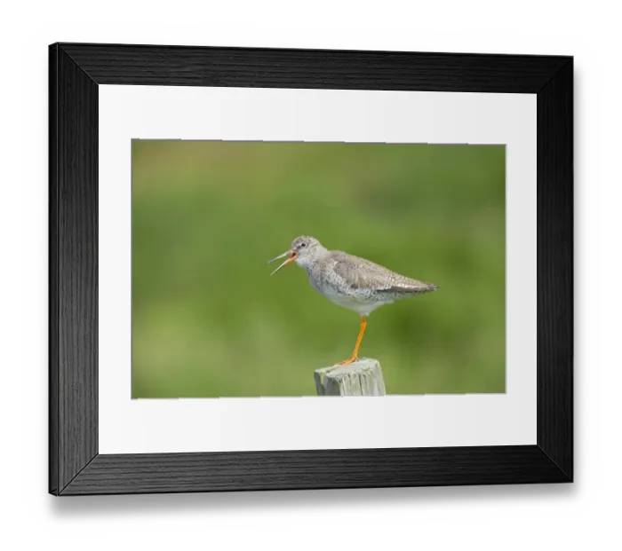 Framed Print : Common Redshank (Tringa totanus) adult, calling, standing on fencepost, Mainland, Shetland Islands, Scotland