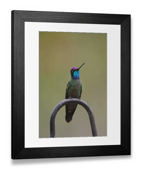 Framed Print : Magnificent Hummingbird (Eugenes fulgens) adult male, perched, Costa Rica, february Framed Print : Magnificent Hummingbird (Eugenes fulgens) adult male, perched, Costa Rica, february