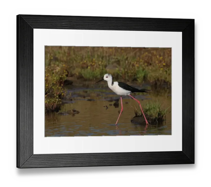 Framed Print : Black-winged Stilt (Himantopus himantopus) adult female, walking in shallow water, Algarve, Portugal, april Framed Print : Black-winged Stilt (Himantopus himantopus) adult female, walking in shallow water, Algarve, Portugal, april