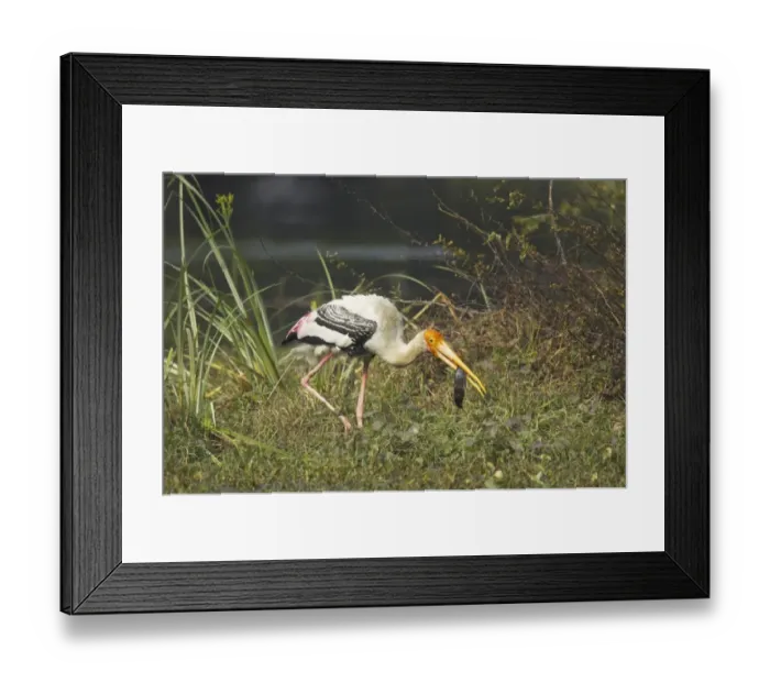 Framed Print : Painted Stork (Mycteria leucocephala) adult, feeding, with fish in beak, Keoladeo Ghana N. P. (Bharatpur), Rajasthan, India Framed Print : Painted Stork (Mycteria leucocephala) adult, feeding, with fish in beak, Keoladeo Ghana N. P. (Bharatpur), Rajasthan, India