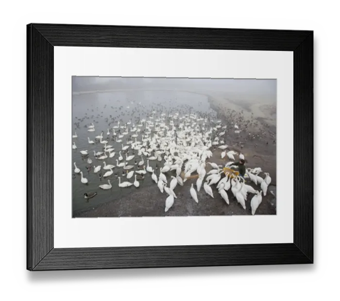 Framed Print : Whooper Swan (Cygnus cygnus), Mute Swan (Cygnus olor) and Canada Goose (Branta canadensis) flock, fed by warden during cold weather, Caerlaverock W. W. T. Dumfries, Scotland, january Framed Print : Whooper Swan (Cygnus cygnus), Mute Swan (Cygnus olor) and Canada Goose (Branta canadensis) flock, fed by warden during cold weather, Caerlaverock W. W. T. Dumfries, Scotland, january