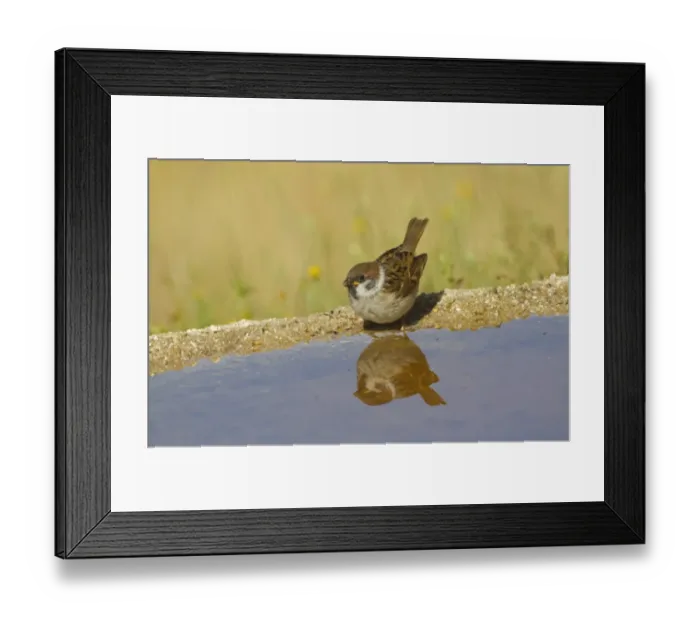 Framed Print : Eurasian Tree Sparrow (Passer montanus) juvenile, drinking at pool with reflection, Spain, june