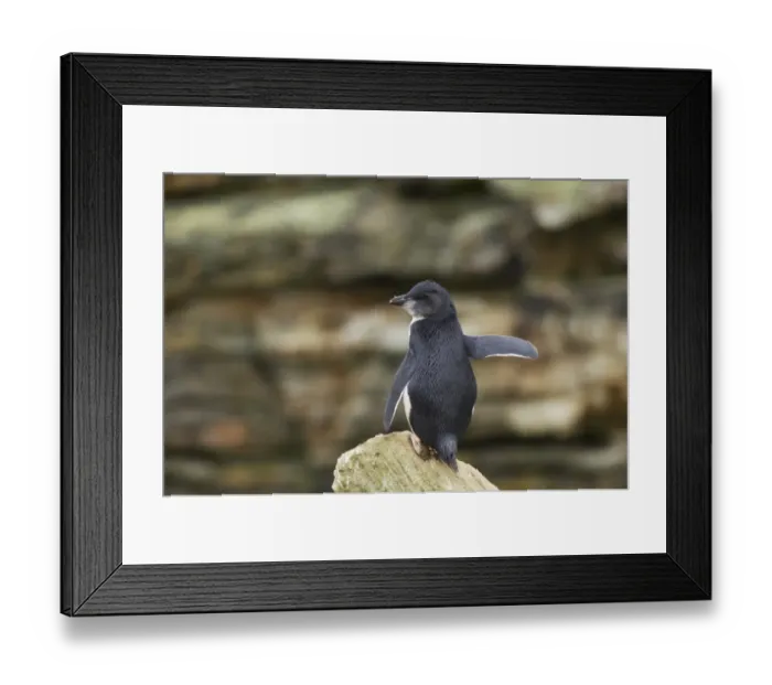 Framed Print : Southern Rockhopper Penguin (Eudyptes chrysocome chrysocome) chick, looking for parents returning with food, New Island, Falkland Islands Framed Print : Southern Rockhopper Penguin (Eudyptes chrysocome chrysocome) chick, looking for parents returning with food, New Island, Falkland Islands