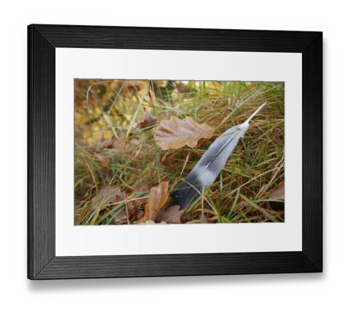Framed Print : Wood Pigeon (Columbus palumbus) wing feather, on grass amongst fallen leaves, Powys, Wales, november Framed Print : Wood Pigeon (Columbus palumbus) wing feather, on grass amongst fallen leaves, Powys, Wales, november