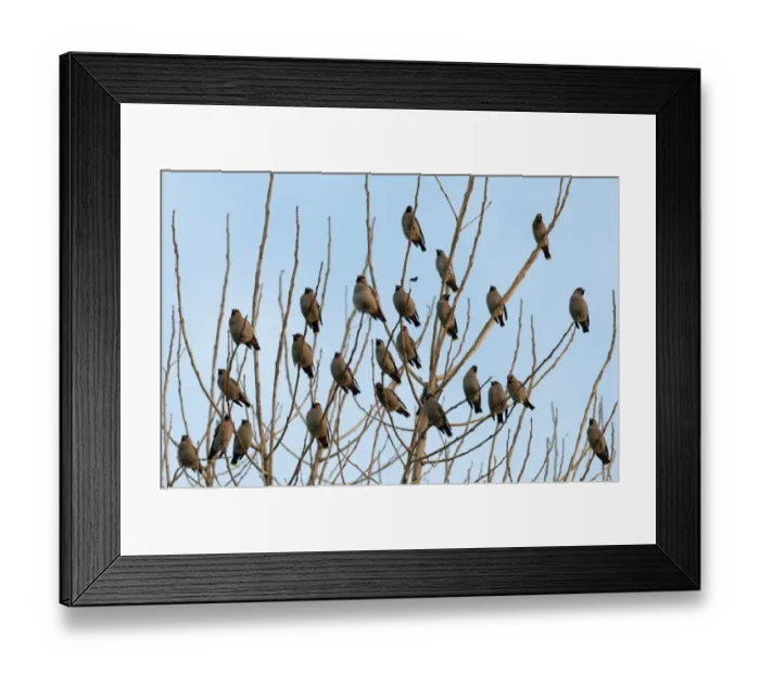 Framed Print : Bohemian Waxwing (Bombycilla garrulus) flock, perched in tree, Kent, England, december Framed Print : Bohemian Waxwing (Bombycilla garrulus) flock, perched in tree, Kent, England, december