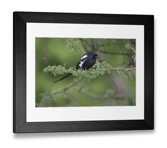 Framed Print : Magpie Shrike (Corvinella melanoleuca) adult, perched on twig, Serengeti N. P. Tanzania, november Framed Print : Magpie Shrike (Corvinella melanoleuca) adult, perched on twig, Serengeti N. P. Tanzania, november