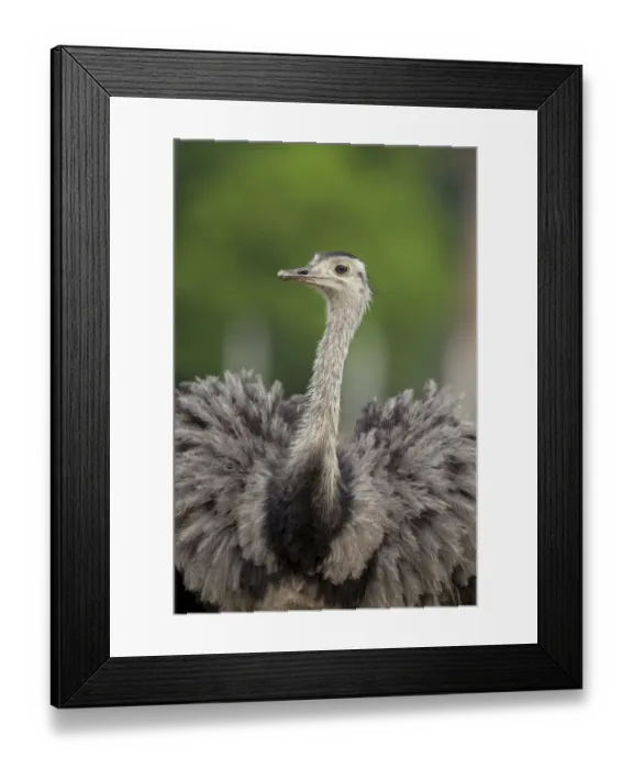 Framed Print : Greater Rhea (Rhea americana) adult, close-up of head and neck, Pantanal, Mato Grosso, Brazil Framed Print : Greater Rhea (Rhea americana) adult, close-up of head and neck, Pantanal, Mato Grosso, Brazil