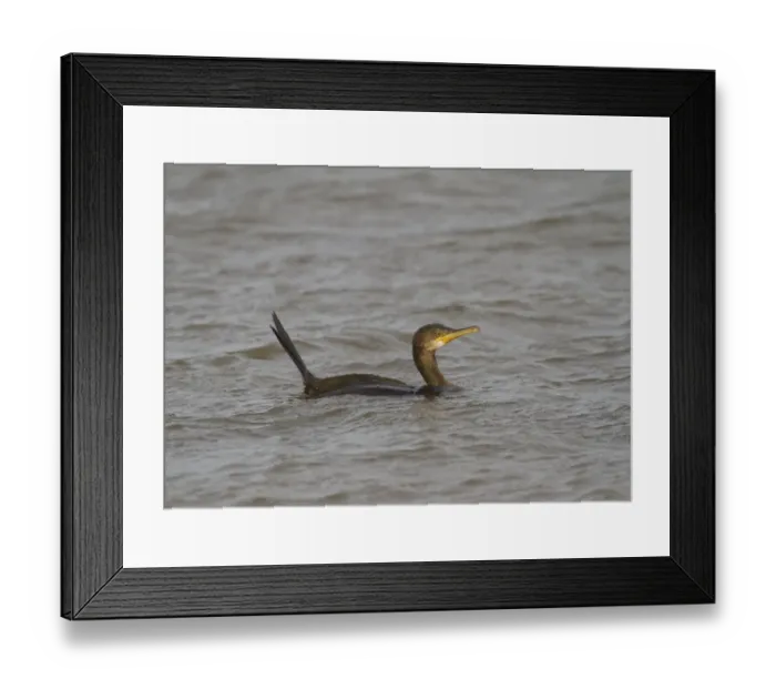 Framed Print : European Shag (Phalacrocorax aristotelis) juvenile, swimming at sea, Norfolk, England, december Framed Print : European Shag (Phalacrocorax aristotelis) juvenile, swimming at sea, Norfolk, England, december