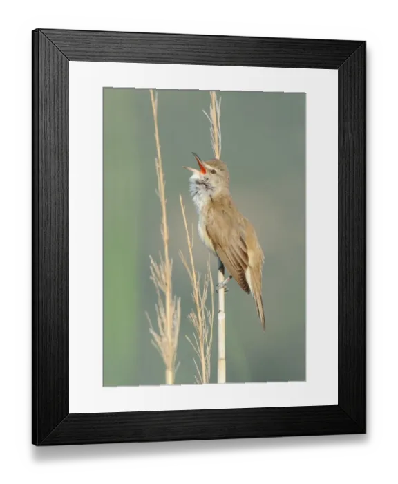 Framed Print : Great Reed-warbler (Acrocephalus arundinaceus) adult, singing, perched on reed stem in reedbed, Lesvos, Greece, may Framed Print : Great Reed-warbler (Acrocephalus arundinaceus) adult, singing, perched on reed stem in reedbed, Lesvos, Greece, may