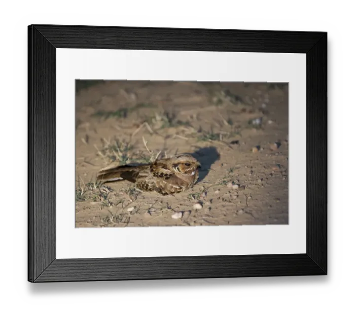 Framed Print : Pauraque (Nyctidromus albicollis) adult, sitting on ground at night, Pantanal, Mato Grosso, Brazil Framed Print : Pauraque (Nyctidromus albicollis) adult, sitting on ground at night, Pantanal, Mato Grosso, Brazil