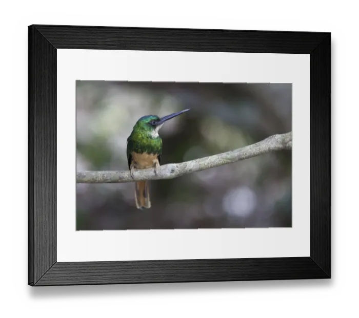 Framed Print : Rufous-tailed Jacamar (Galbula ruficauda) adult male, perched on twig, Pantanal, Mato Grosso, Brazil Framed Print : Rufous-tailed Jacamar (Galbula ruficauda) adult male, perched on twig, Pantanal, Mato Grosso, Brazil