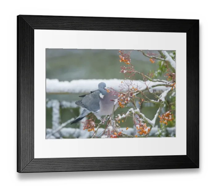 Framed Print : Wood Pigeon (Columba palumbus) adult, feeding on berries, perched on snow covered rowan tree in garden, Essex, England, december Framed Print : Wood Pigeon (Columba palumbus) adult, feeding on berries, perched on snow covered rowan tree in garden, Essex, England, december