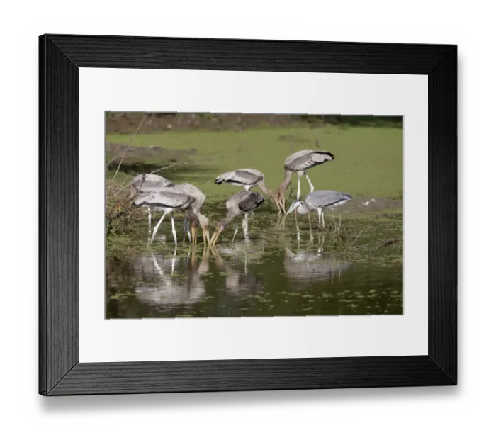 Framed Print : Painted Stork (Mycteria leucocephala) and Grey Heron (Ardea cinerea) juveniles, flock feeding in shallow water, Keoladeo Ghana N. P. (Bharatpur), Rajasthan, India Framed Print : Painted Stork (Mycteria leucocephala) and Grey Heron (Ardea cinerea) juveniles, flock feeding in shallow water, Keoladeo Ghana N. P. (Bharatpur), Rajasthan, India