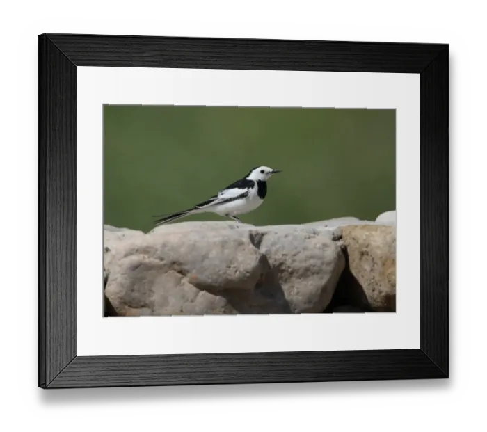 Framed Print : Amur Wagtail (Motacilla alba leucopsis) adult male, standing on stone wall, Beijing, China, may Framed Print : Amur Wagtail (Motacilla alba leucopsis) adult male, standing on stone wall, Beijing, China, may