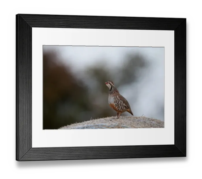 Framed Print : Red-legged Partridge (Alectoris rufa) adult, calling, standing on round straw bale, Norfolk, England, october Framed Print : Red-legged Partridge (Alectoris rufa) adult, calling, standing on round straw bale, Norfolk, England, october