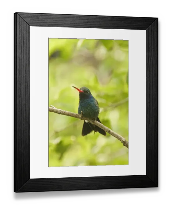 Framed Print : Broad-billed Hummingbird (Cynanthus latirostris) adult male, perched on twig, California, U. S. A. april Framed Print : Broad-billed Hummingbird (Cynanthus latirostris) adult male, perched on twig, California, U. S. A. april