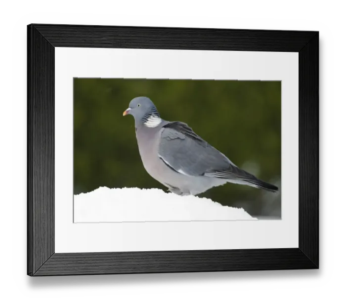 Framed Print : Wood Pigeon (Columbus palumbus) adult, standing in snow covered garden, Chirnside, Berwickshire, Scotland, december Framed Print : Wood Pigeon (Columbus palumbus) adult, standing in snow covered garden, Chirnside, Berwickshire, Scotland, december