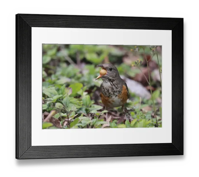 Framed Print : Grey-backed Thrush (Turdus hortulorum) adult female, winter migrant, feeding, swallowing fruit, Hong Kong, China, february Framed Print : Grey-backed Thrush (Turdus hortulorum) adult female, winter migrant, feeding, swallowing fruit, Hong Kong, China, february