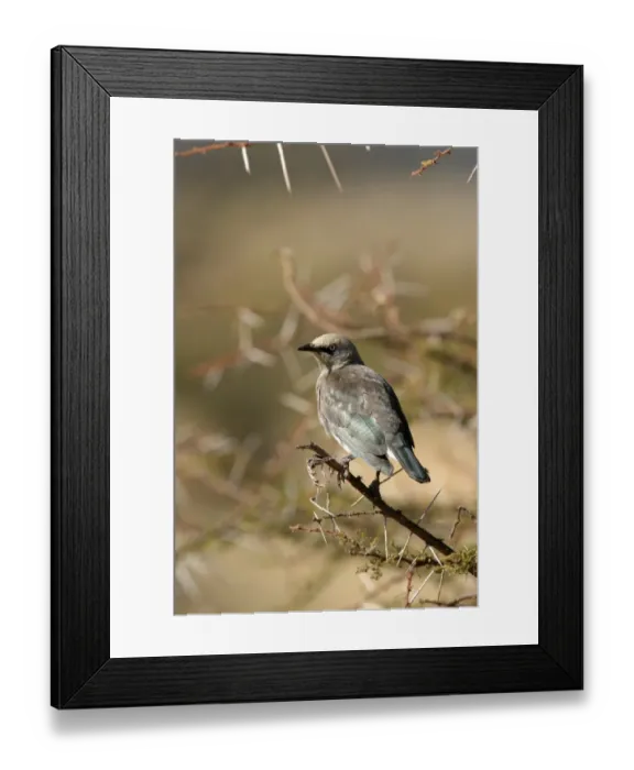 Framed Print : Fischer's Starling (Spreo fischeri) adult, perched on acacia twig, Kenya Framed Print : Fischer's Starling (Spreo fischeri) adult, perched on acacia twig, Kenya