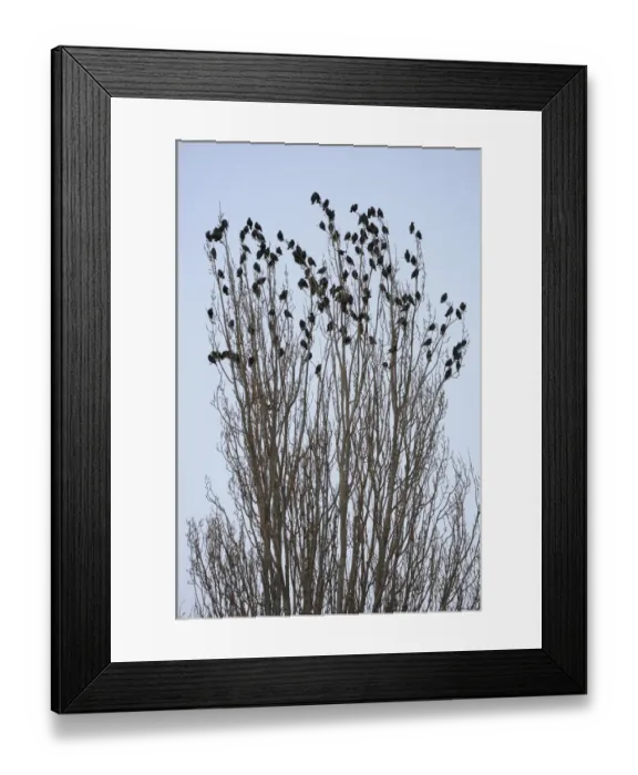 Framed Print : Common Starling (Sturnus vulgaris) flock, roosting at top of tree, Gloucestershire, England, december Framed Print : Common Starling (Sturnus vulgaris) flock, roosting at top of tree, Gloucestershire, England, december