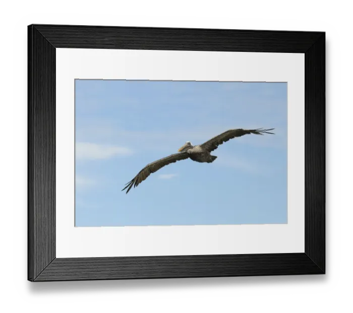 Framed Print : Brown Pelican (Pelecanus occidentalis) adult, in flight, Galapagos Islands Framed Print : Brown Pelican (Pelecanus occidentalis) adult, in flight, Galapagos Islands