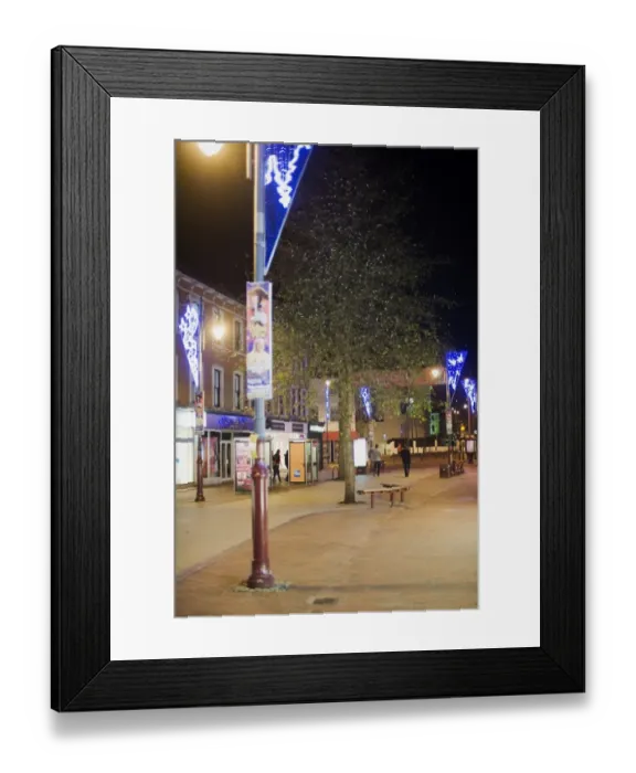 Framed Print : Pied Wagtail (Motacilla alba yarrellii) flock, roosting in tree at night, in urban shopping centre habitat, Kent, England, december