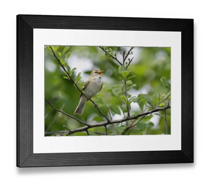 Framed Print : Willow Warbler (Phylloscopus trochilus) adult, singing, perched on Blackthorn (Prunus spinosa) branch in hedgerow, Leicestershire, England, may Framed Print : Willow Warbler (Phylloscopus trochilus) adult, singing, perched on Blackthorn (Prunus spinosa) branch in hedgerow, Leicestershire, England, may
