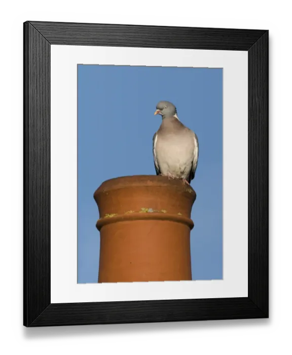 Framed Print : Wood Pigeon (Columbus palumbus) adult, perched on chimney pot in town, Holt, Norfolk, England, february Framed Print : Wood Pigeon (Columbus palumbus) adult, perched on chimney pot in town, Holt, Norfolk, England, february