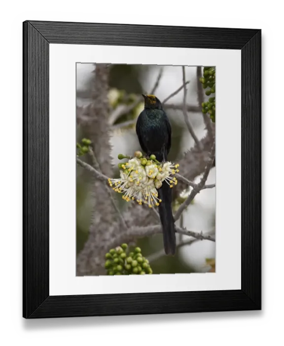 Framed Print : Long-tailed Glossy-starling (Lamprotornis caudatus) adult, feeding on ceiba tree flower pollen, Niokolo-Koba, Senegal, january Framed Print : Long-tailed Glossy-starling (Lamprotornis caudatus) adult, feeding on ceiba tree flower pollen, Niokolo-Koba, Senegal, january