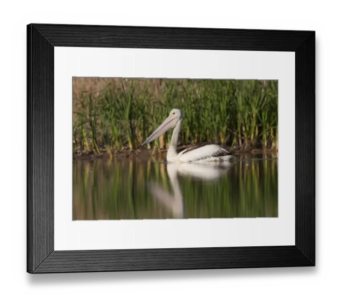 Framed Print : Australian Pelican (Pelecanus conspicillatus) juvenile, swimming, Queensland, Australia Framed Print : Australian Pelican (Pelecanus conspicillatus) juvenile, swimming, Queensland, Australia
