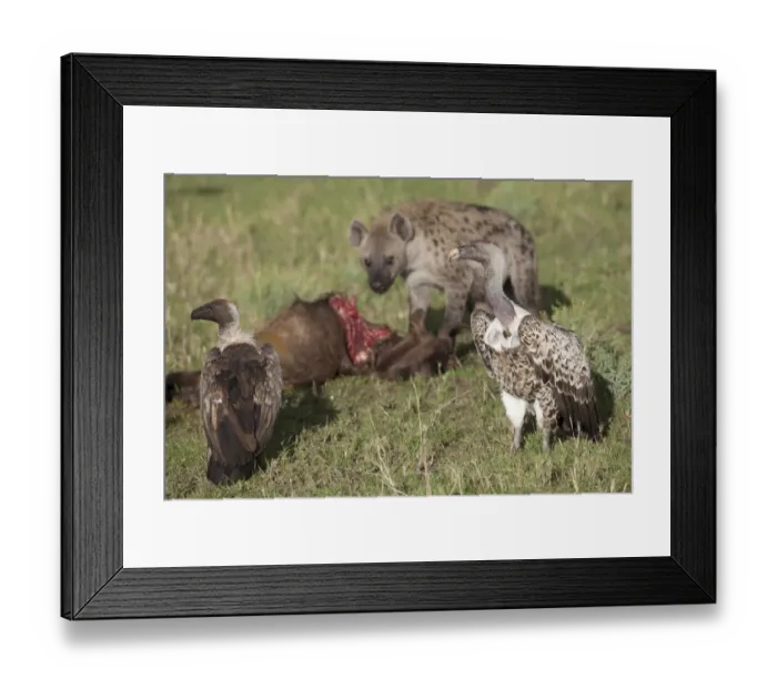 Framed Print : White-backed Vulture (Gyps africanus), Rueppell's Griffon Vulture (Gyps rueppellii) and Spotted Hyena (Crocuta crocuta) adults, feeding, scavenging at Blue Wildebeest (Connochaetus taurinus) carcass, Serengeti N. P. Tanzania, november