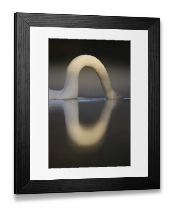 Framed Print : Mute Swan (Cygnus olor) adult, close-up of neck with submerged head, feeding on lake bottom, Derbyshire, England, april Framed Print : Mute Swan (Cygnus olor) adult, close-up of neck with submerged head, feeding on lake bottom, Derbyshire, England, april