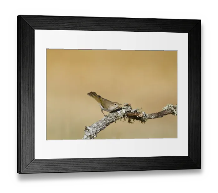 Framed Print : Western Bonelli's Warbler (Phylloscopus bonelli) adult, perched on lichen covered twig, Northern Spain, july Framed Print : Western Bonelli's Warbler (Phylloscopus bonelli) adult, perched on lichen covered twig, Northern Spain, july