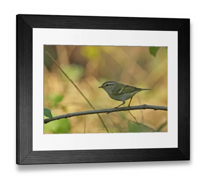Framed Print : Yellow-browed Warbler (Phylloscopus inornatus) adult, perched on twig, Hebei, China, may