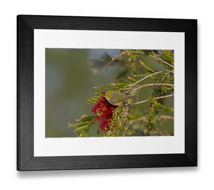 Framed Print : Silvereye (Zosterops lateralis) adult, perched in flowering tree, New Zealand, november Framed Print : Silvereye (Zosterops lateralis) adult, perched in flowering tree, New Zealand, november
