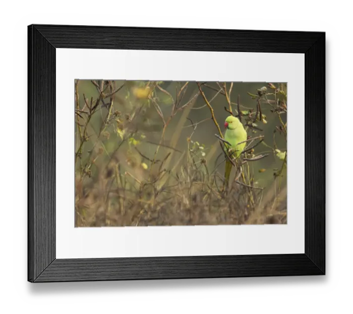 Framed Print : Rose-ringed Parakeet (Psittacula krameri) adult female, feeding on seeds, perched on stem amongst seedpods, Keoladeo Ghana N. P. (Bharatpur), Rajasthan, India Framed Print : Rose-ringed Parakeet (Psittacula krameri) adult female, feeding on seeds, perched on stem amongst seedpods, Keoladeo Ghana N. P. (Bharatpur), Rajasthan, India