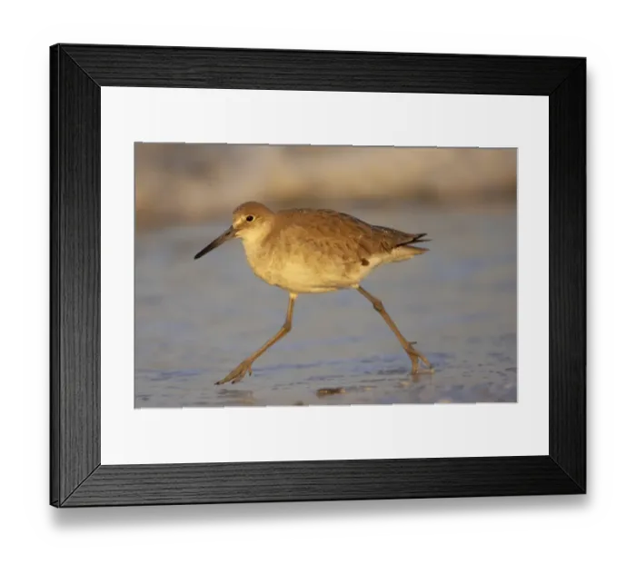 Framed Print : Willet (Catoptrophorus semipalmatus) adult, winter plumage, running along shore, Fort de Soto, Florida, U. S. A Framed Print : Willet (Catoptrophorus semipalmatus) adult, winter plumage, running along shore, Fort de Soto, Florida, U. S. A