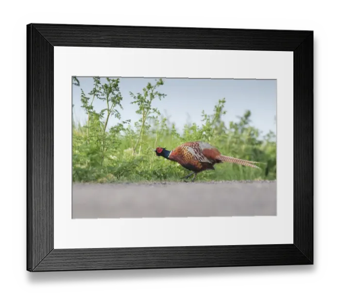Framed Print : Common Pheasant (Phasianus colchicus) adult male, feeding on vegetation beside track, North Kent Marshes, Isle of Sheppey, Kent, England, may Framed Print : Common Pheasant (Phasianus colchicus) adult male, feeding on vegetation beside track, North Kent Marshes, Isle of Sheppey, Kent, England, may