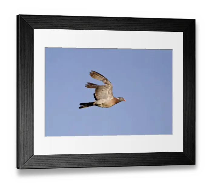 Framed Print : Wood Pigeon (Columba palumbus) adult, in flight, with missing primary feathers, Suffolk, England, june Framed Print : Wood Pigeon (Columba palumbus) adult, in flight, with missing primary feathers, Suffolk, England, june
