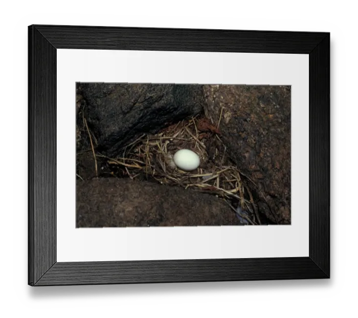 Framed Print : European Storm Petrel (Hydrobates pelagicus) One egg in nest Framed Print : European Storm Petrel (Hydrobates pelagicus) One egg in nest