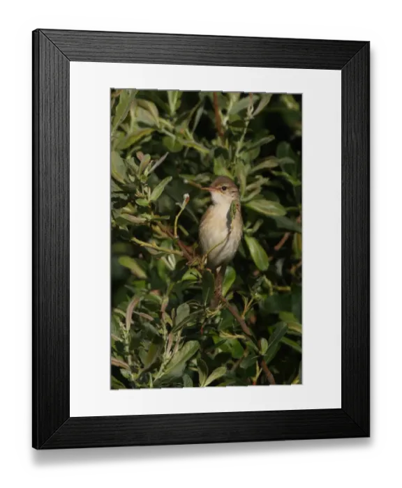Framed Print : Marsh Warbler (Acrocephalus palustris) adult male, perched in sallow bush, Norfolk, England, june Framed Print : Marsh Warbler (Acrocephalus palustris) adult male, perched in sallow bush, Norfolk, England, june