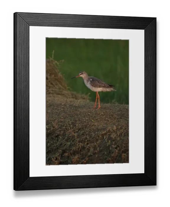 Framed Print : Spotted Redshank (Tringa erythropus) adult, non-breeding plumage, walking on grassy bank, Thailand, february Framed Print : Spotted Redshank (Tringa erythropus) adult, non-breeding plumage, walking on grassy bank, Thailand, february