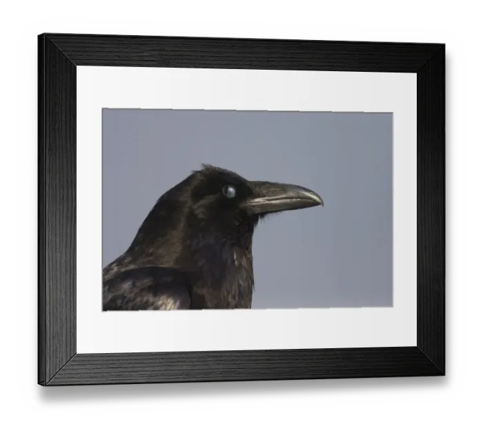 Framed Print : Common Raven (Corvus corax principalis) adult, close-up of head, nictitating membrane over eye, Rocky Mountains, Alberta, Canada, june Framed Print : Common Raven (Corvus corax principalis) adult, close-up of head, nictitating membrane over eye, Rocky Mountains, Alberta, Canada, june