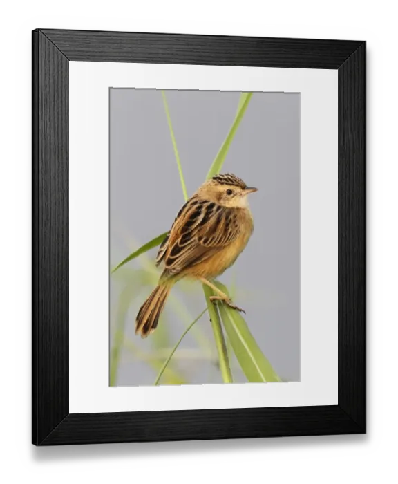 Framed Print : Fan-tailed Warbler (Cisticola juncidis tinnabulans) adult, perched on grass, Nam Sang Wai, Hong Kong, China, december Framed Print : Fan-tailed Warbler (Cisticola juncidis tinnabulans) adult, perched on grass, Nam Sang Wai, Hong Kong, China, december