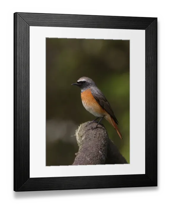 Framed Print : Common Redstart (Phoenicurus phoenicurus) immature male, first summer plumage, perched on branch, Norfolk, England, april