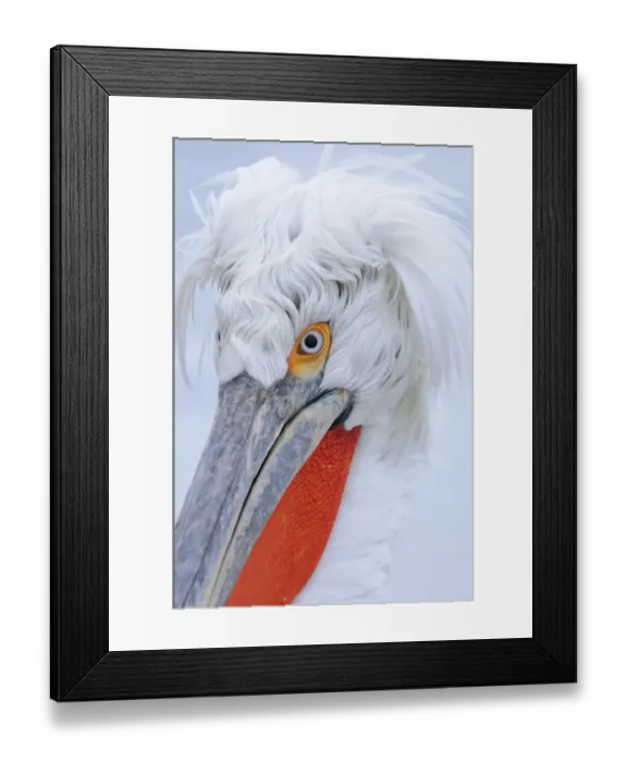 Framed Print : Dalmatian Pelican (Pelecanus crispus) adult, breeding plumage, close-up of head, Lake Kerkini, Macedonia, Greece