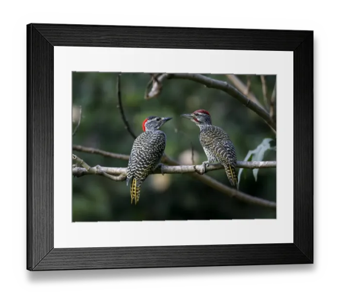 Framed Print : Nubian Woodpecker (Campethera nubica) adult pair, perched on branch, near Awassa, Great Rift Valley, Ethiopia Framed Print : Nubian Woodpecker (Campethera nubica) adult pair, perched on branch, near Awassa, Great Rift Valley, Ethiopia