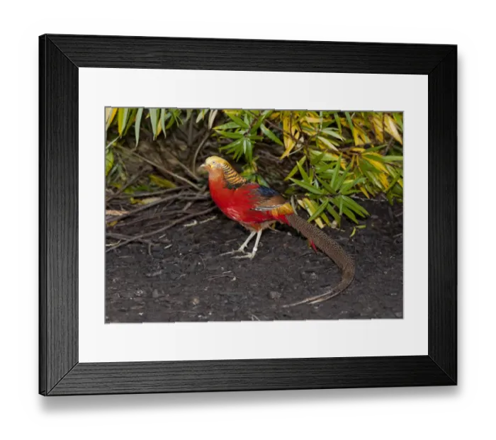 Framed Print : Golden Pheasant (Chrysolophus pictus) adult male, standing, Whitewell, Lancashire, England, november (captive) Framed Print : Golden Pheasant (Chrysolophus pictus) adult male, standing, Whitewell, Lancashire, England, november (captive)